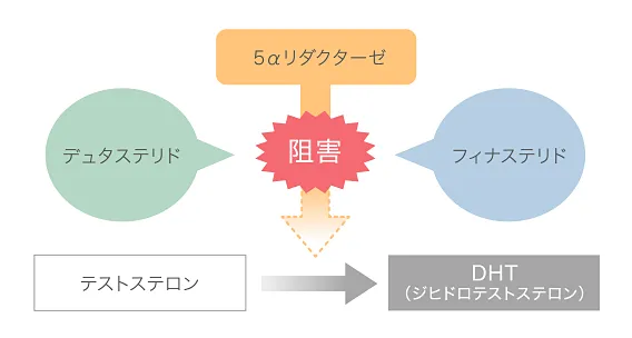 AGA進行を予防図